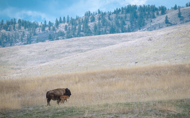 cow and calf bison