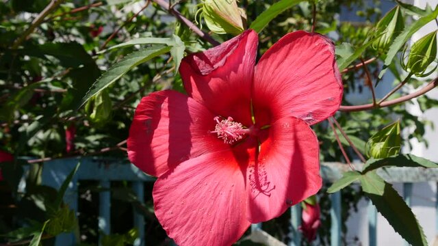 Close Up Of A Red Hibiscus Flowers Swinging In The Wind. Chinese Hibiscus Flower Blooming In Sunny Summer Day.