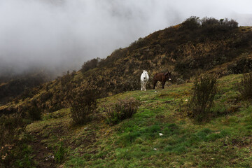 Trek en direction du machu picchu au P&eacute;rou