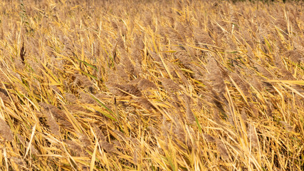 Reed. A close-up of a reed. Composition of nature. Landscape of golden color.