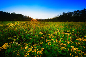 Natural landscape with blooming yellow flowers on the meadow during sunset. Beautiful blue sky without clouds and sun with sunbeams.