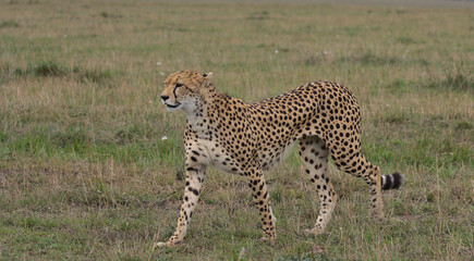 cheetah walking confidently in the wild masai mara, kenya