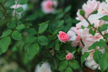Rose bushes with flower buds