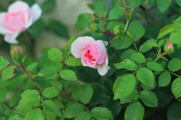 Rose bushes with flower buds
