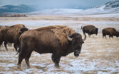 bull bison in the snow