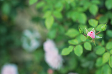 Rose bushes with flower buds