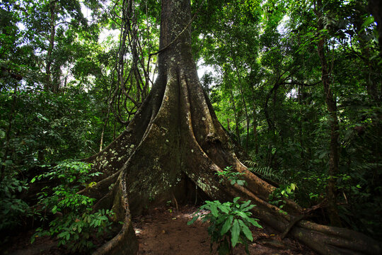 Amazonie P&eacute;rou