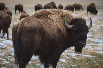 buffalo herd in winter