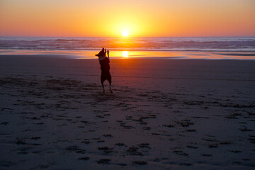 happy dog playing at beach during sunset