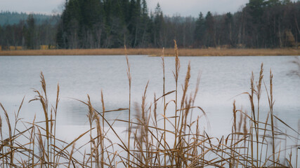 Almasa, Sweden - November 15 2020: Golden ears of grass in the wind blowing against the background of the lake