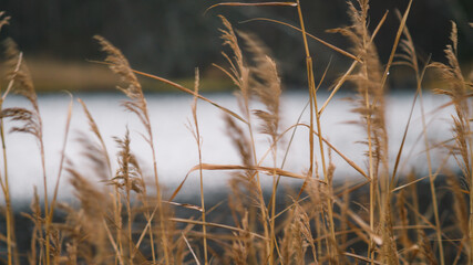 Fototapeta premium Almasa, Sweden - November 15 2020: Golden ears of grass in the wind blowing against the background of the lake