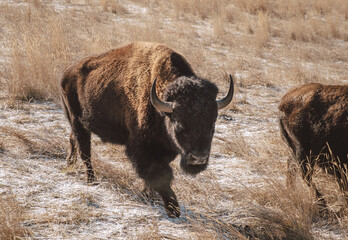 buffalo bull