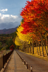 Fototapeta na wymiar View of mountain Fuji in autumn (Japon)