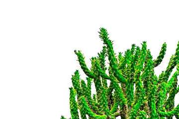 Green cactus succulent plant offset on white background with text space.