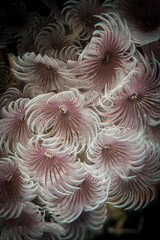 Feather duster worms in the Caribbean