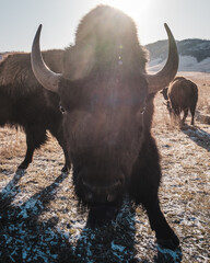 buffalo in the spring