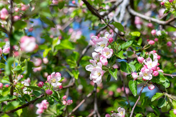 A blooming branch of apple tree in spring. Spring nature background.