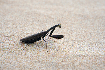 beautiful black praying mantis on sandy surface
