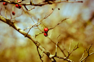red berries on a branch