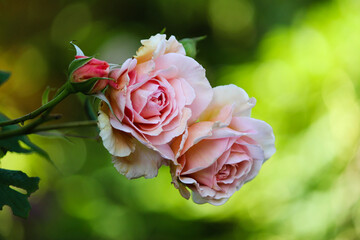 David Austin roses close-up