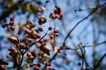 red berries in autumn