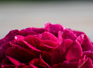 David Austin rose close-up
