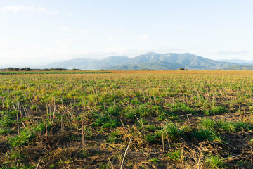 Fototapeta na wymiar harvested sunflower field in the early sunset. agriculture scene in gerona, catalonia, spain.