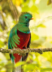 Crested quetzal in Costa Rica