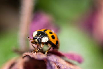 Macro photo. Small red-orange ladybug. Soft and blurred background.