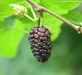 Black mulberry berries (Morus nigra) ripen on a tree branch