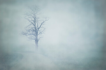 Kahler Baum auf einem Acker im Herbstnebel mit Textur