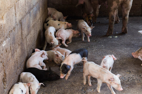 Cerdos En una Granja
