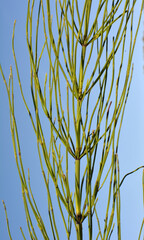 Horsetail field (Equisetum arvense) grows in nature.