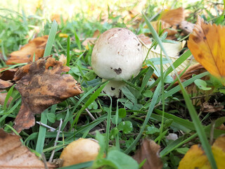 Little white mushroom in the beginning of autumn. Edible mushroom among the grass and brown leaves....