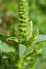 In nature, as a weed grows common amaranthus