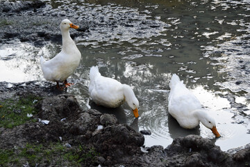 Three dirty white ducks with orange beaks and paws in an artificial pond with muddy water on a summer day at a farm yard. agriculture and animal farm concept.