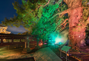 Lighted up stone lanterns and the 600 years old sacred camphor tree named Okusu protected by a traditional Shinto Shimenawa rope in Ueno Tōshō-gū shrine at night.