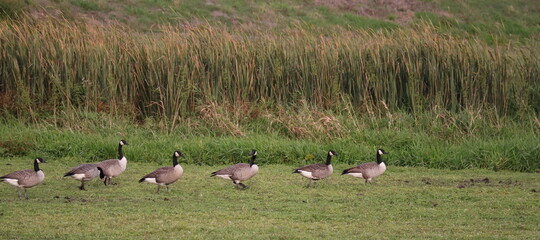 Obraz na płótnie Canvas flock of geese in a field 