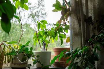 Blommor i fönstret.