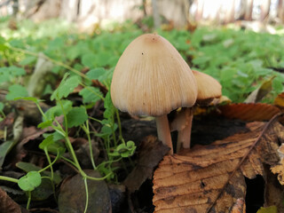 Little white mushroom in the beginning of autumn. Edible mushroom among the grass and brown leaves. Healthy and delicates food. Concept: season picking mushroom