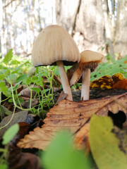 Little white mushroom in the beginning of autumn. Edible mushroom among the grass and brown leaves. Healthy and delicates food. Concept: season picking mushroom