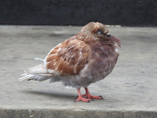 Gray-brown pigeon