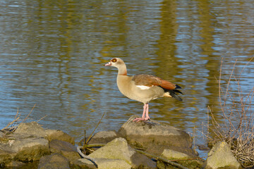 Nilgans 2