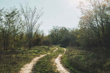 Path in the forest