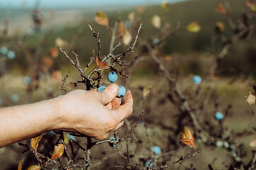 Close up of hand picking blue winter berries in autumn