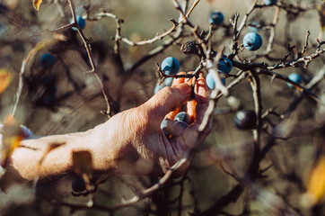 Close up of hand picking blue winter berries in autumn