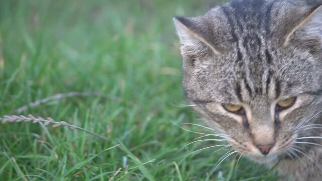 eine schwarzgrau getigerte Katze in einer Wiese schn&uuml;ffelt und schaut direkt in die Kamera, Portrait, Zeitlupe