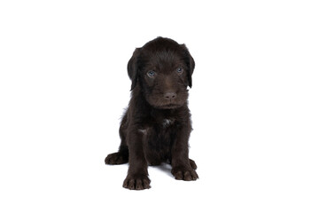 Czech pointer dog or Bohemian wire dog named Cesky fousek eight - week puppy isolated on white