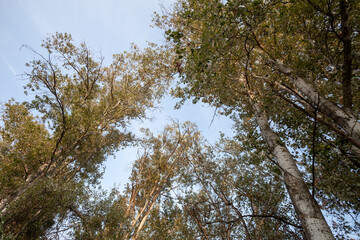 Natural Landscape with Big Trees