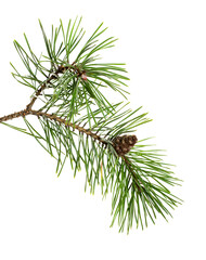  Pine tree branch with cones isolated on white.